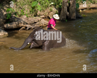 Un mahout son éléphant de baignade dans une rivière à la Maesa Elephant Camp à Chinag Mai Banque D'Images