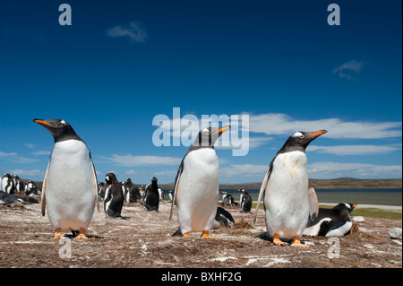 Eselspinguine , Manchots, Pygoscelis papua, colonie de reproduction, bénévole Point, Falkland, GO Banque D'Images