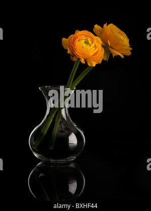 Ranunculus Orange fleur dans un vase en verre avec bord blanc avec la réflexion sur un fond noir Banque D'Images