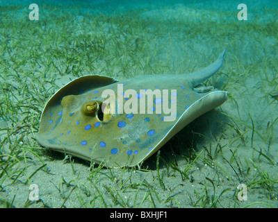 Bluespotted stingray, Blaupunkt-Stechrochen, Taeniura lymma, Marsa Alam, Egypte, Abu Dabab, Wild Banque D'Images