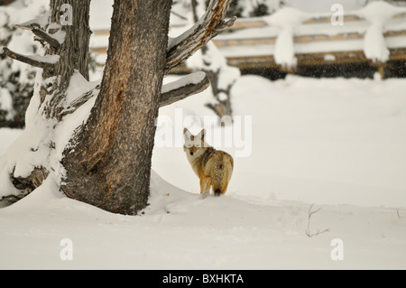 Coyote sauvage en hiver - Parc National de Yellowstone Banque D'Images