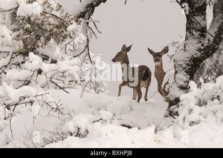 Une paire de cerfs au cours d'une tempête d'hiver. Banque D'Images