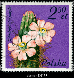Stamp à partir de la Pologne avec l'image d'une plante succulente en fleur Banque D'Images