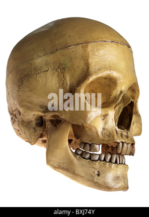 Médecine, anatomie, crâne humain, médecine naturelle, Allemagne, vers 1960, droits additionnels-Clearences-non disponible Banque D'Images