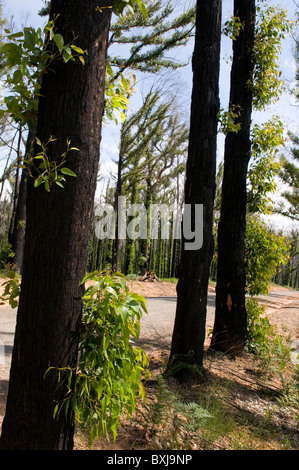 Fire arbres endommagés, montrant la nouvelle croissance un an après un incendie Banque D'Images