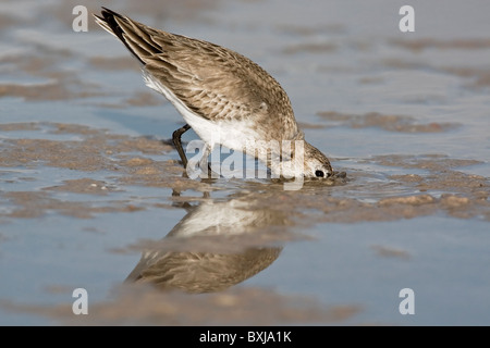 Un adulte en plumage d'hiver alimentation Dunlin vasières côtières Banque D'Images