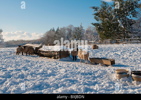 L'alimentation des moutons dans un champ neigeux en hiver dans le sud du Pays de Galles Banque D'Images