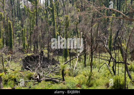 Fire arbres endommagés, montrant la nouvelle croissance un an après un incendie Banque D'Images