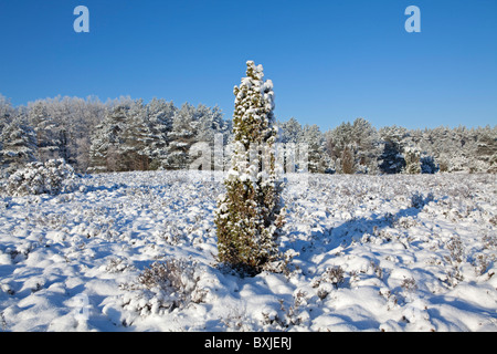 Snowy Lueneburg Heath près de Amelinghausen, Basse-Saxe, Allemagne du Nord Banque D'Images