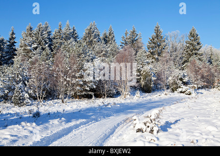 Snowy Lueneburg Heath près de Amelinghausen, Basse-Saxe, Allemagne du Nord Banque D'Images