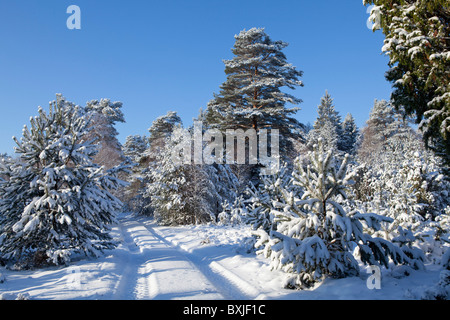 Snowy Lueneburg Heath près de Amelinghausen, Basse-Saxe, Allemagne du Nord Banque D'Images