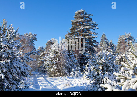 Snowy Lueneburg Heath près de Amelinghausen, Basse-Saxe, Allemagne du Nord Banque D'Images