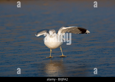 Goéland cendré Larus canus se nourrissant de piscine côtières gelés Décembre Norfolk Banque D'Images