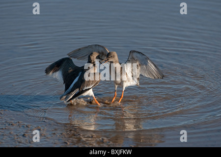 Tringa totanus feeing harelde boréale dans les combats du ruisseau Banque D'Images