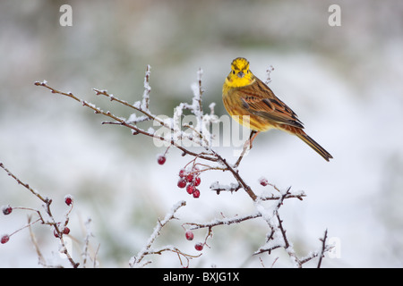 Yellowhammer Emberiza citrinella sur haie couvertes de neige en hiver Banque D'Images