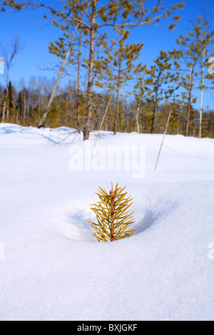 Petit pin dans la neige Banque D'Images