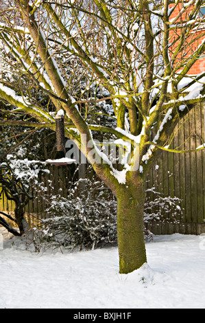 La neige fraîche se trouve sur le terrain des opérations de couverture sur les branches d'un cerisier et d'une mangeoire dans un jardin de Cheshire England UK Banque D'Images