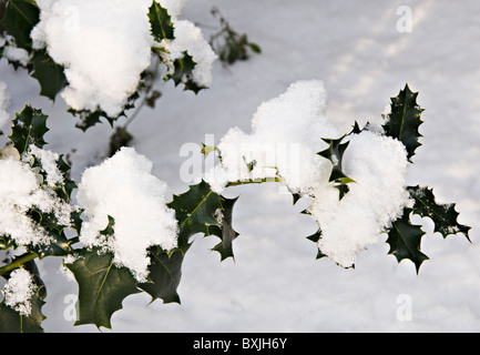 La neige fraîche est niché doucement sur Holly Bush des succursales dans un jardin de Cheshire England Royaume-Uni UK Banque D'Images