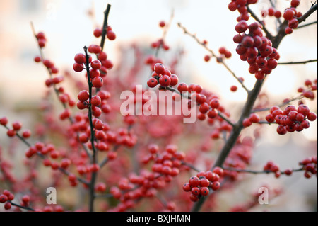 Close-up de houx (Ilex aquifolium) branches avec des fruits rouges et peu profondes DOF, le temps de Noël. Banque D'Images