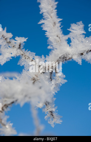 Close up de givre, fragile formations de glace sur les branches d'arbres Banque D'Images