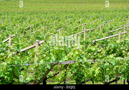 Chardonnay les vignes dans la campagne du printemps dans le Trentin Altoadige Banque D'Images