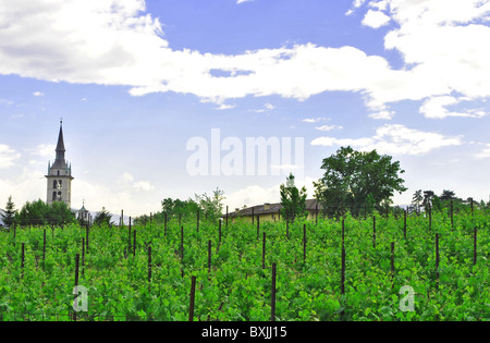 Chardonnay les vignes dans la campagne du printemps dans le Trentin Altoadige Banque D'Images