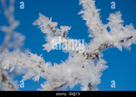 Close up de givre, fragile formations de glace sur les branches d'arbres Banque D'Images