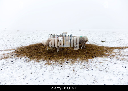 Sheep Feeding de convoyeur à foin en hiver, de la neige et du brouillard givrant, près de Glasgow, Écosse Banque D'Images