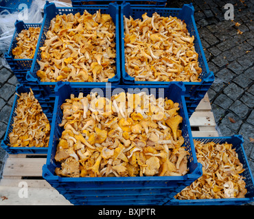 Champignons à vendre Banque D'Images