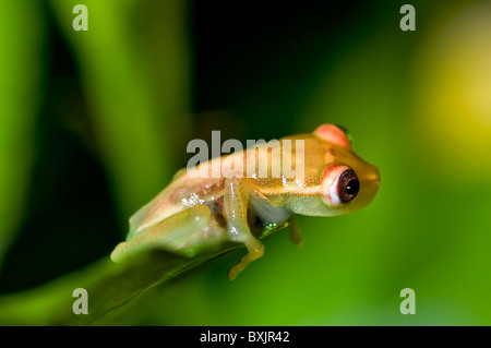 La rainette Hyla punctata de Equateur Banque D'Images