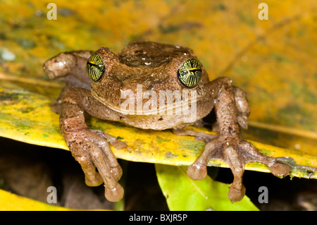 Osteocephalus taurinus frog de l'Equateur Banque D'Images