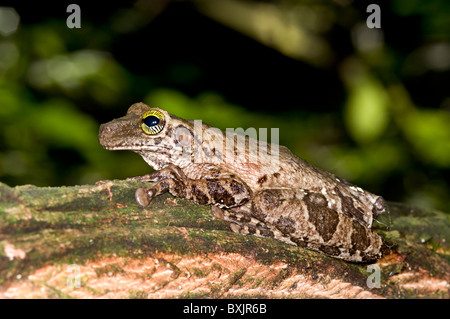 Osteocephalus taurinus frog de l'Equateur Banque D'Images