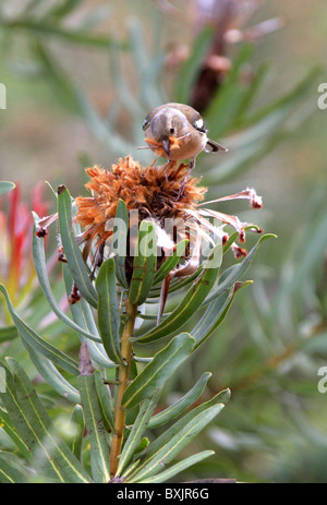 Chaffinch Manger des semences d'un dead Protea Flower Head. Jardins botaniques de Kirstenbosch, Cape Town, Afrique du Sud. Chaffinch mâle. Banque D'Images