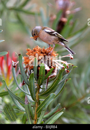 Chaffinch Manger des semences d'un dead Protea Flower Head. Jardins botaniques de Kirstenbosch, Cape Town, Afrique du Sud. Chaffinch mâle. Banque D'Images