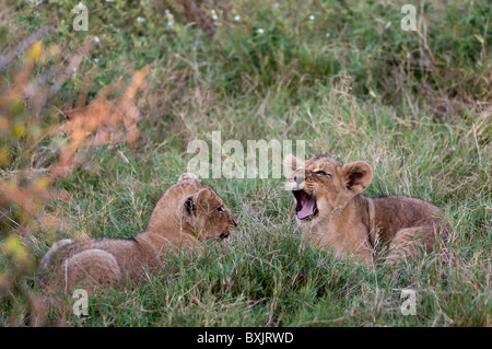 Deux lionceaux jouant dans le Delta de l'Okavango, au Botswana Banque D'Images