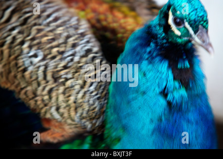 Close up of a Peacock Banque D'Images