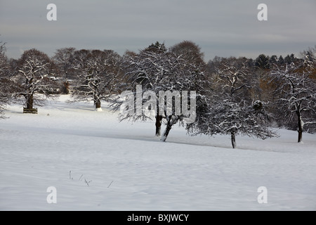 Verger de pommiers au cours de l'hiver à Aix-la-Chapelle, Allemagne Banque D'Images