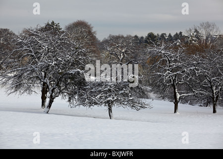 Verger de pommiers au cours de l'hiver à Aix-la-Chapelle, Allemagne Banque D'Images