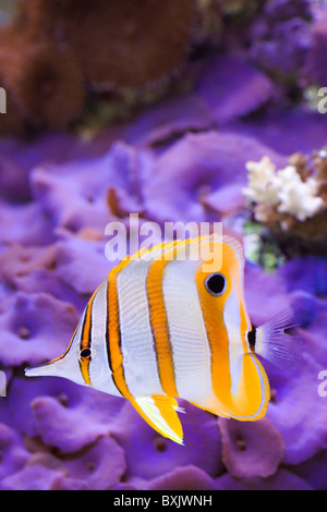 Poisson Papillon chelmon à bec Banque D'Images