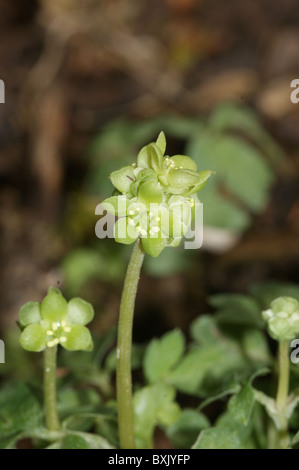 Adoxa moschatellina Moschatel, Mairie réveil Banque D'Images