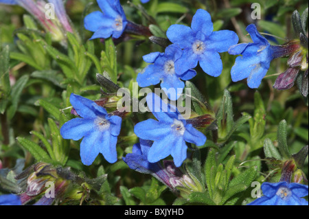 Lithodora diffusa 'Heavenly Blue' Banque D'Images