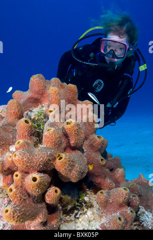 Scuba Diver l'examen d'une grande colonie d'éponges off Eleuthera, Bahamas Banque D'Images