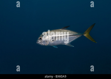 Jack crevalle Caranx hippos, Banque D'Images