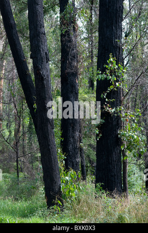 La repousse des arbres présentant des dommages incendie un an après un incendie Banque D'Images