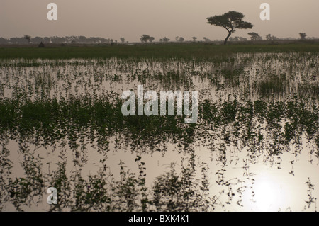 Les champs inondés dans le Delta Intérieur du Niger' 'près de Djenné, Mali. Banque D'Images