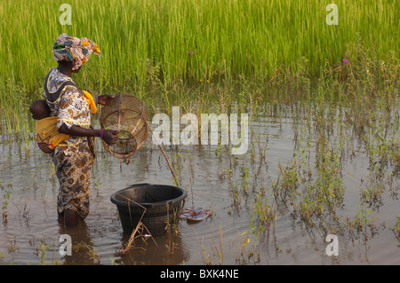 Mère avec enfant dans le dos de recueillir les poissons des casiers dans la champs inondés de la "Delta Intérieur du Niger' près de Djenné, Mali. Banque D'Images