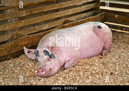 Soulevées par les membres du Club 4-H, ce cochon attend au stylo à être jugé à County Fair endormi © Myrleen Pearson Banque D'Images