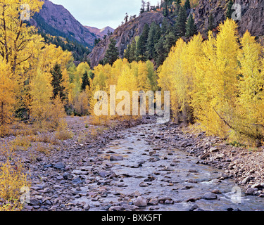 Le ruisseau Cottonwood avec automne doré tremble le long du chemin du Col de cannelle, Gunnison National Forest, Colorado, USA Banque D'Images