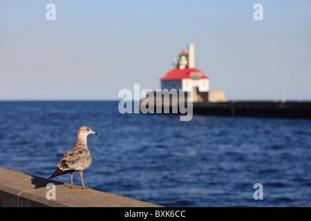 Une mouette se repose sur la jetée du nord le long de la Duluth, MN ship canal sur le lac Supérieur avec le brise-lames en phare sud backgrnd. Banque D'Images