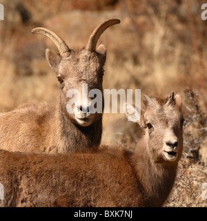 Le Mouflon d'une mère et enfant. Banque D'Images